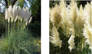 Nature-Herbe-de-la-pampa