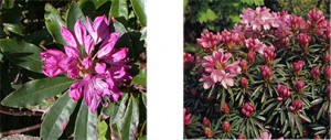 Nature-rhododendron