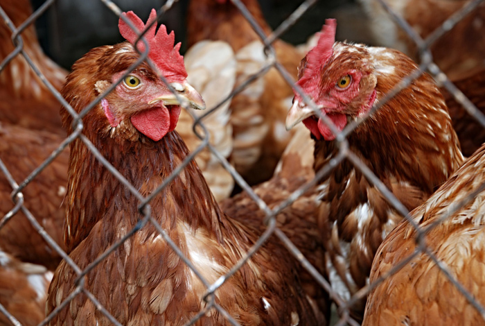 Grippe aviaire : Quéven concernée par le confinement