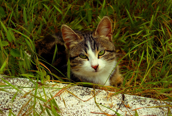 Campagne de capture de chats errants