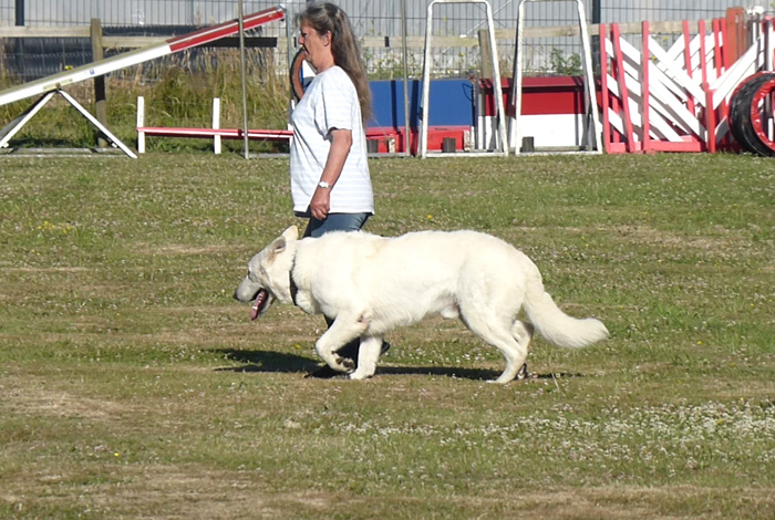 Concours canin « Obéissance »