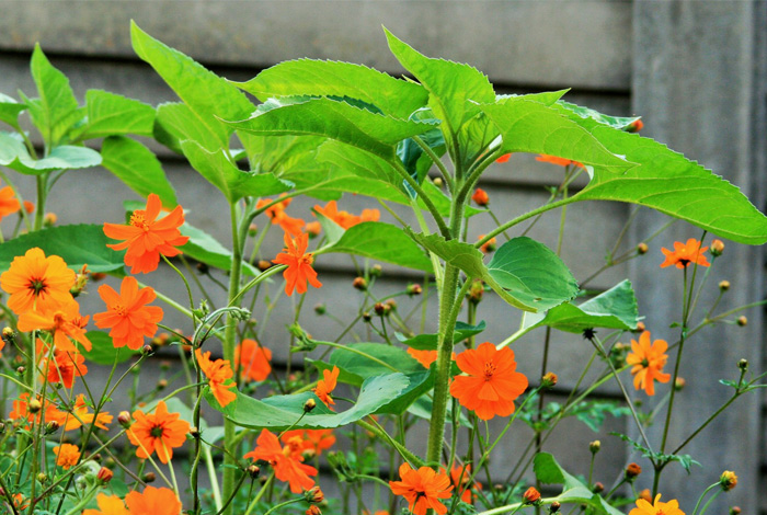 Conférence-atelier sur les plantes vivaces