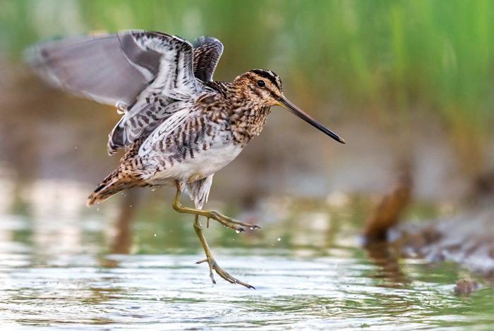 Ateliers de découverte du monde des oiseaux