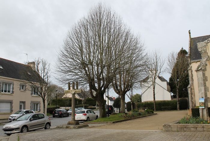 Deux vieux tilleuls bientôt abattus