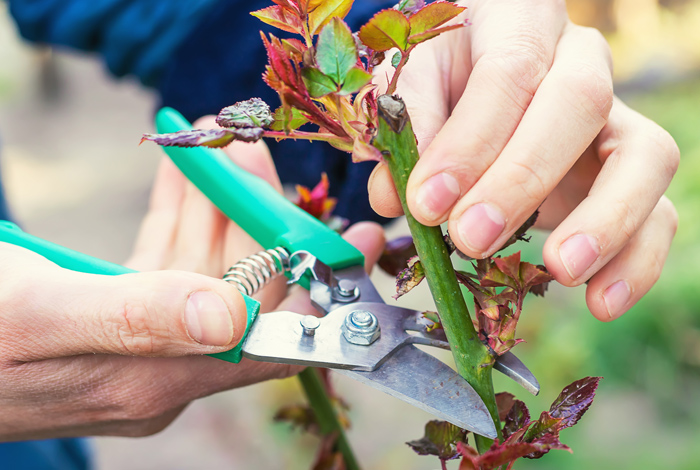 Atelier « Taille de fruitiers et de rosiers »