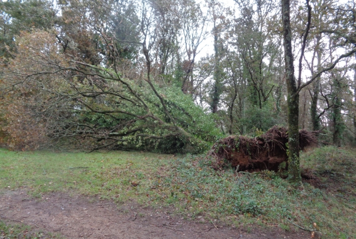 [Suite tempête Ciaran] Maintien interdiction aux espaces boisés et demande d’affouage