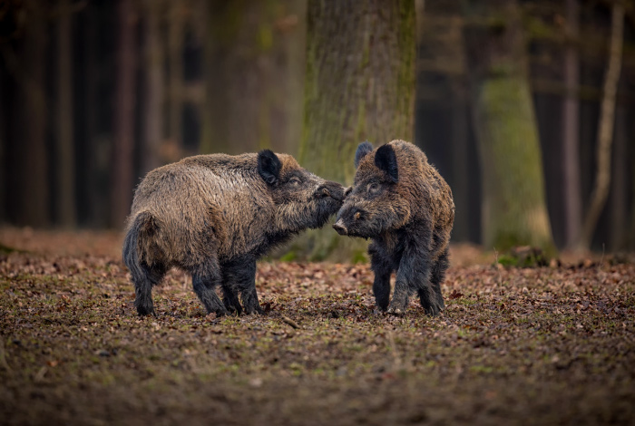 Fermeture temporaire du parc de Kerzec – 3 juin 2025
