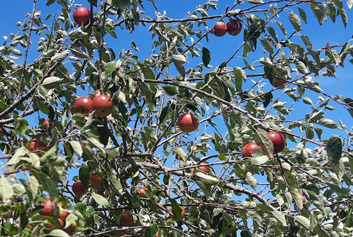 Régalez-vous avec les pommes quévenoises !