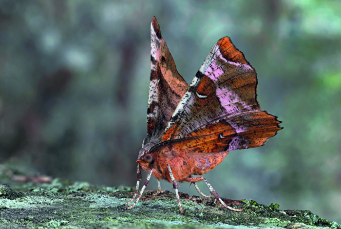 Expo photo en plein air « Les papillons de nuit »